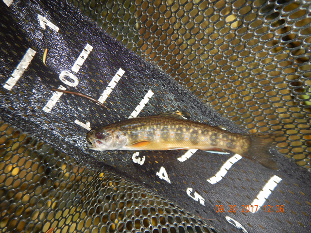 DSCN2684 (1).jpg -                                Another little 4 incher came to the net.  Inbetween the ones I got pics of there were miss after miss after miss.